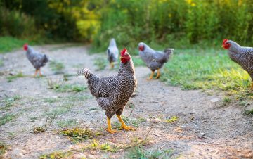 Can Chickens Eat Rabbit Food?