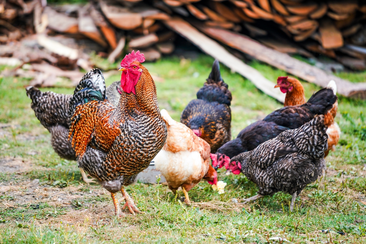 Can Chickens Eat Collard Greens?