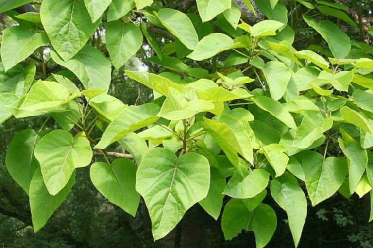 10 Trees With Heart-Shaped Leaves