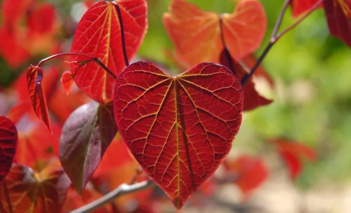 red heart shaped tree