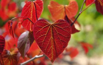 10 Trees With Heart-Shaped Leaves