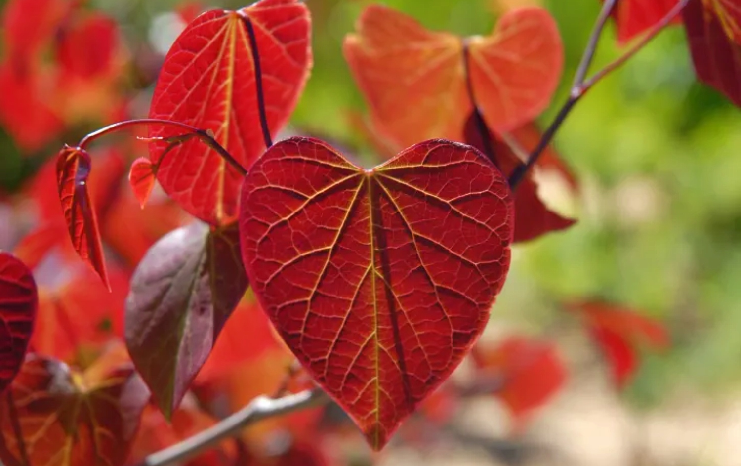 10 Trees With Heart Shaped Leaves