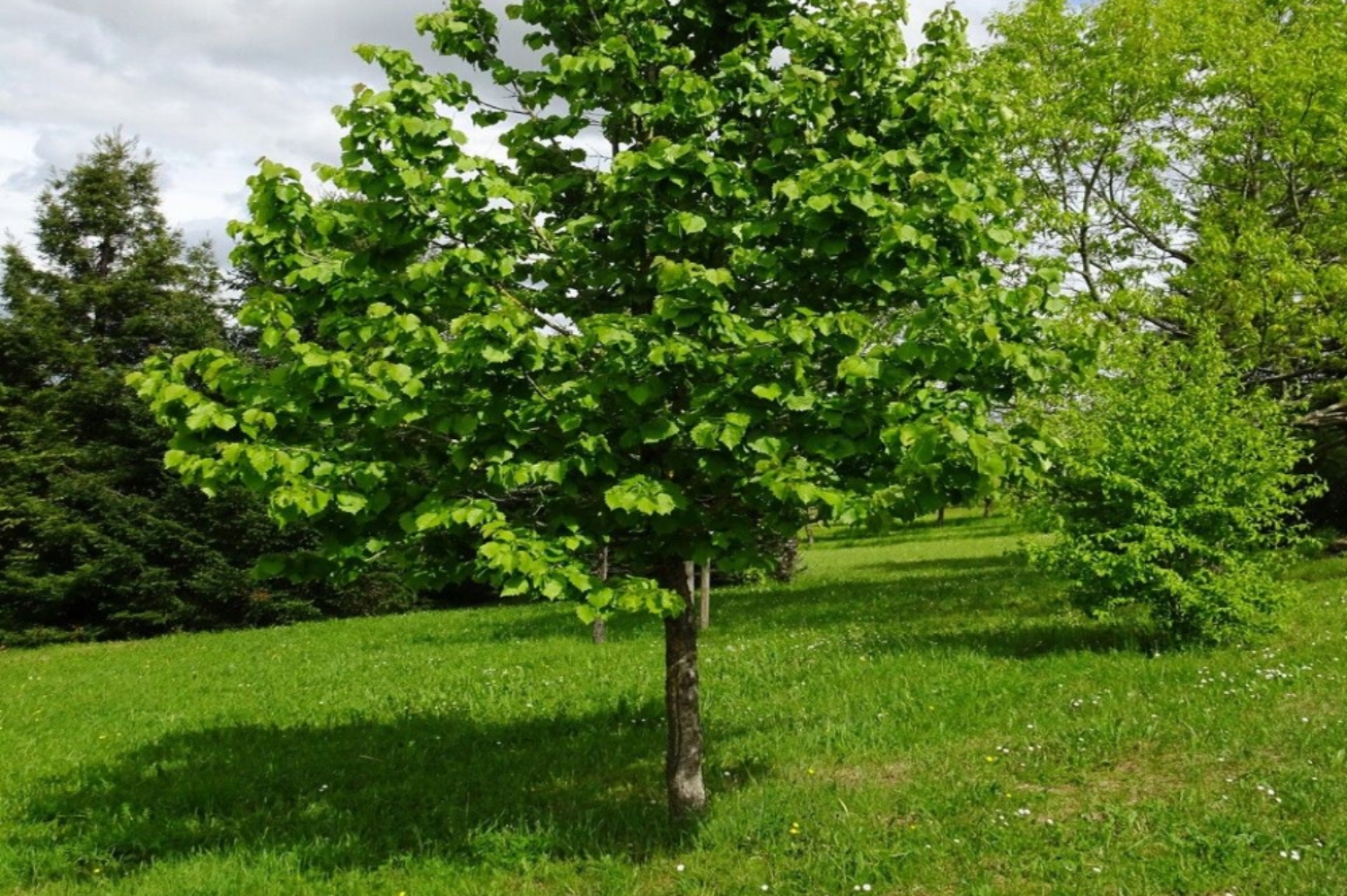 10 Trees With HeartShaped Leaves