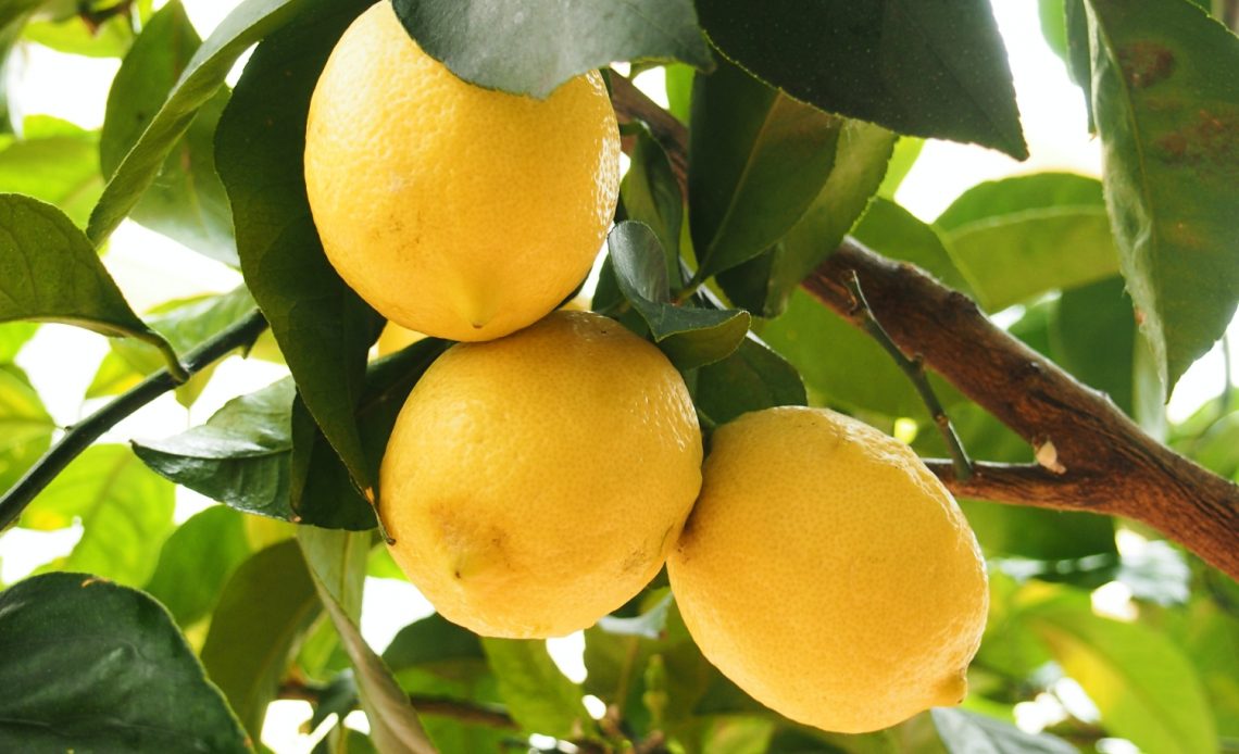 Lemon-tree-yellow-leaves
