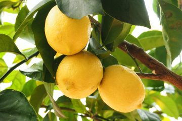 Why Does Your Lemon Tree Have Yellow Leaves?
