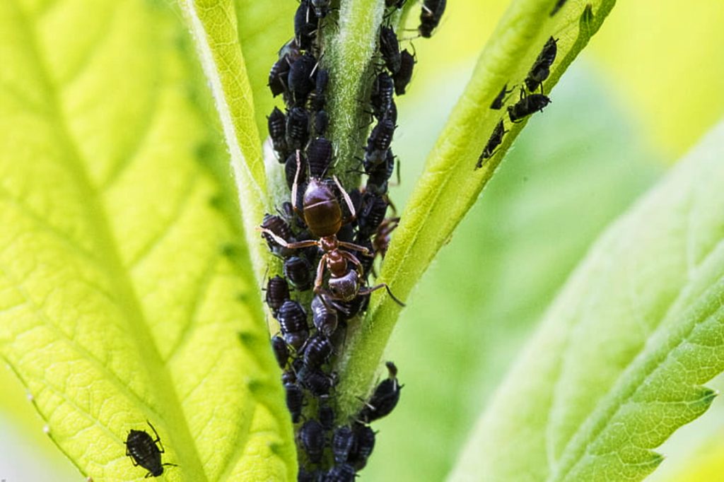 18+ Aphids On Tomato Plant