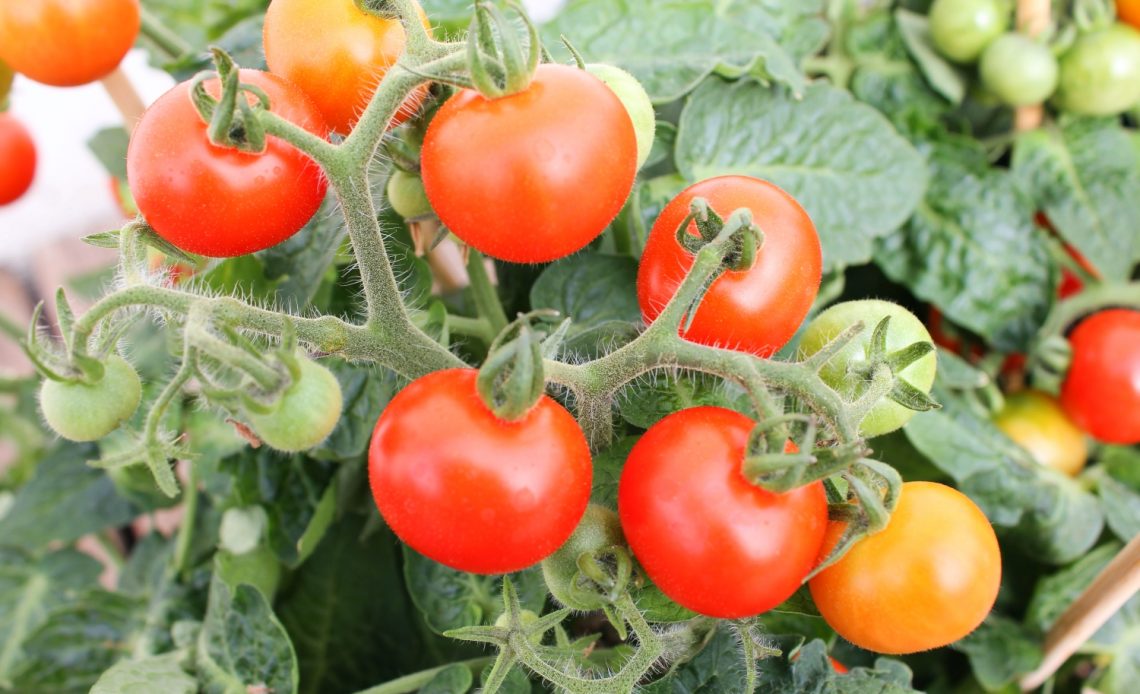 aphids-on-tomato-plants