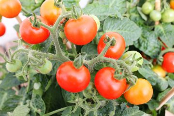 How To Spot Aphids On Tomato Plants (And What You Can Do To Stop Them!)