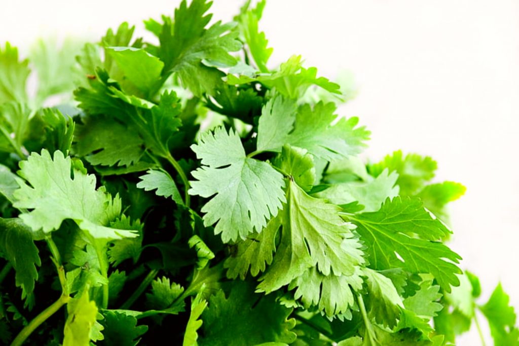 How To Grow Cilantro From Cuttings