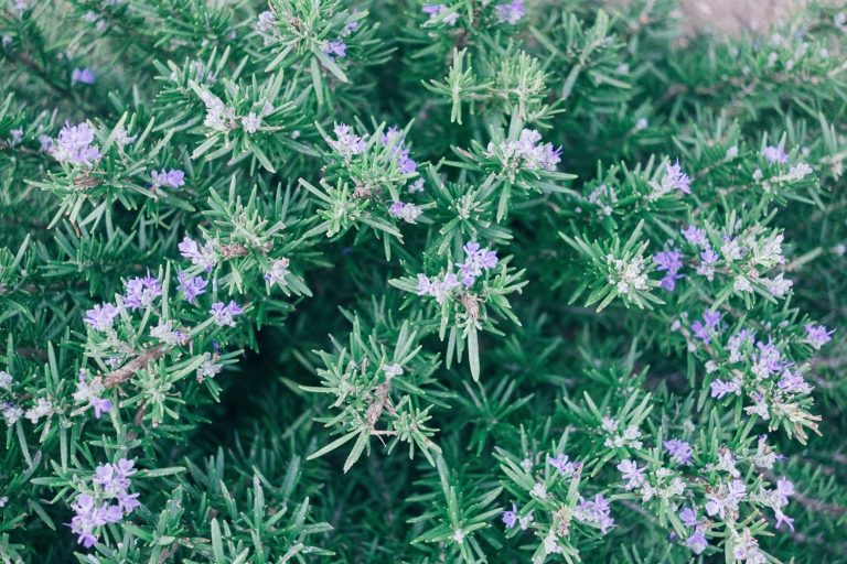 Why Is Your Rosemary Turning Brown And What Can You Do To Fix It?