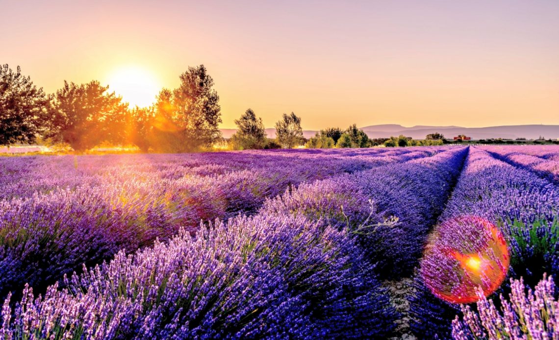 french-lavender