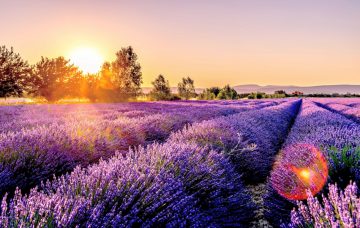 The Ultimate Guide To Growing French Lavender