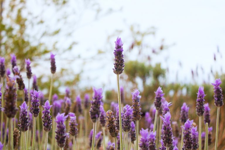 The Ultimate Guide To Growing French Lavender