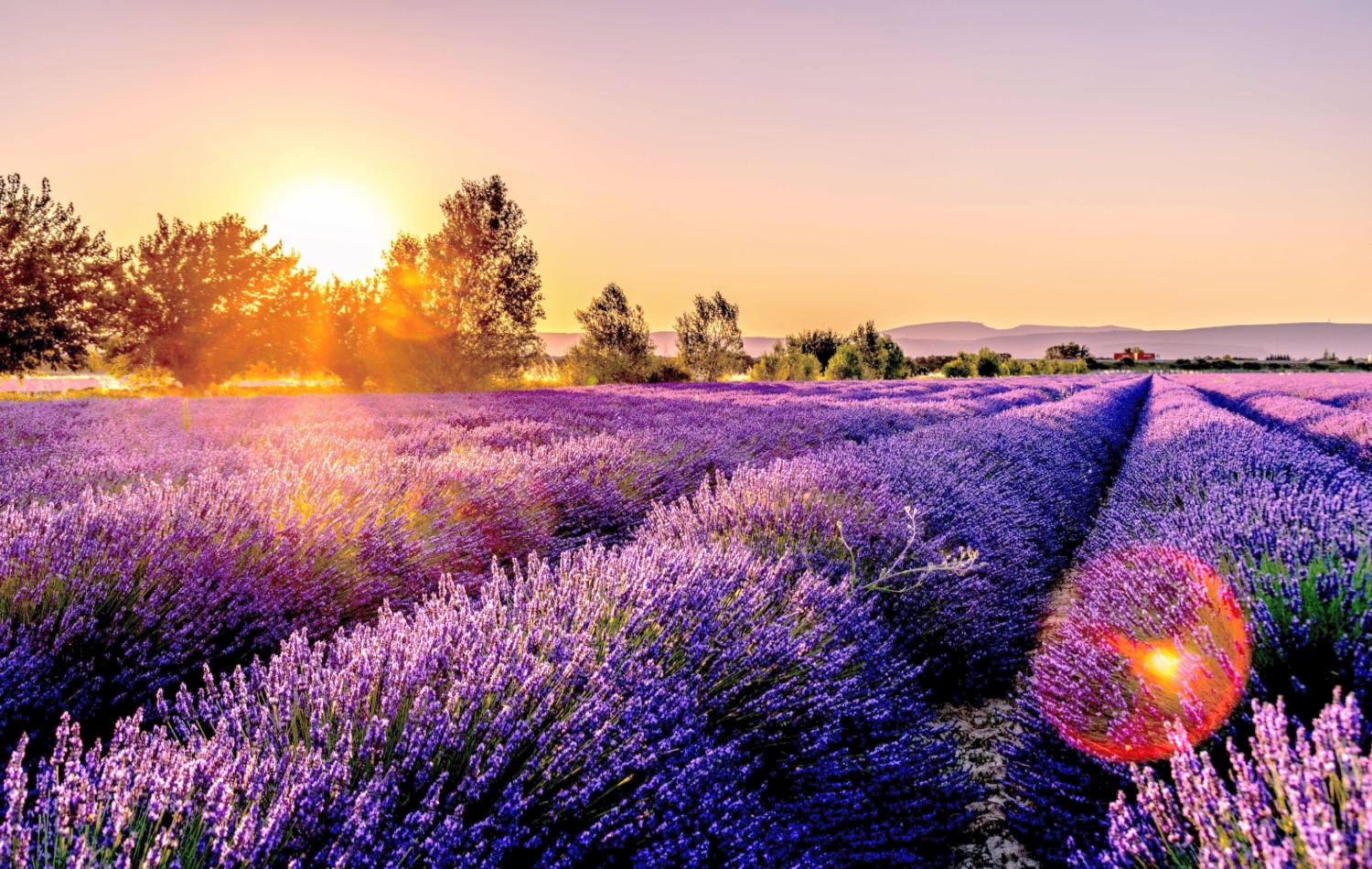 the-ultimate-guide-to-growing-french-lavender