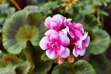 Why Are Your Geranium Leaves Turning Yellow?
