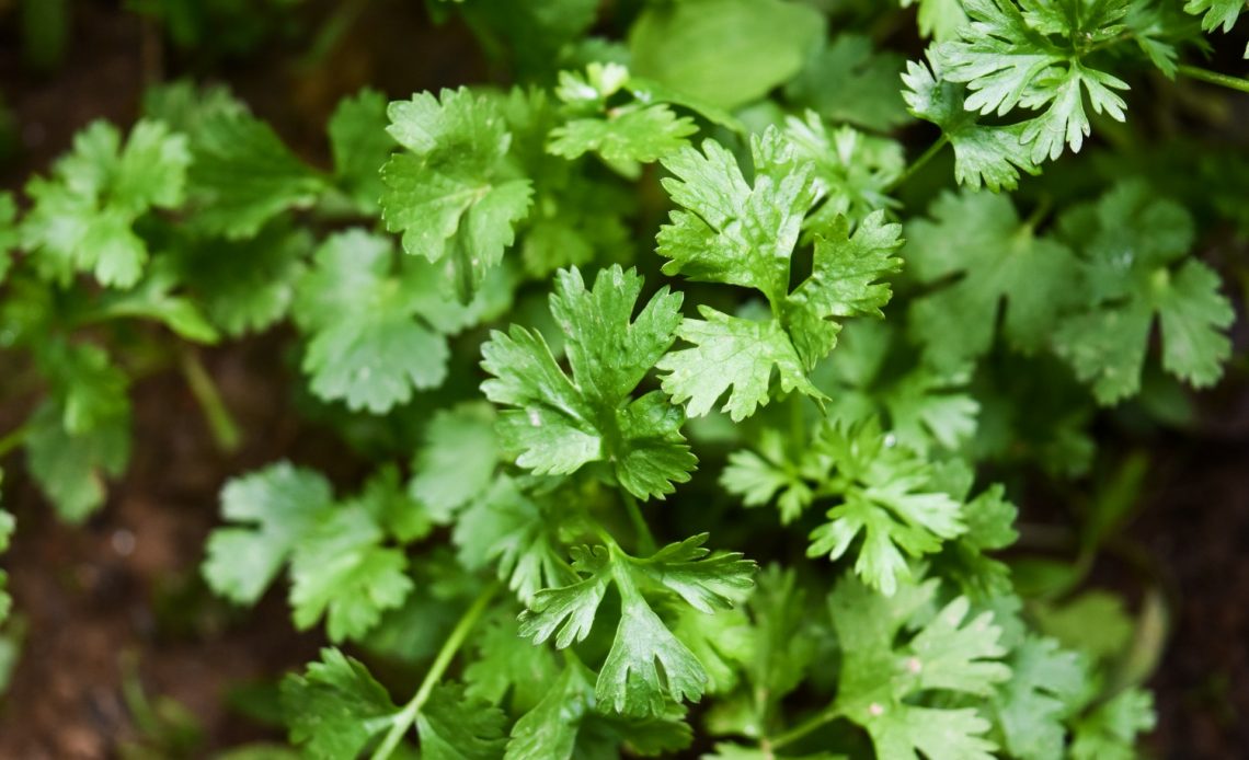 grow-cilantro-from-cuttings