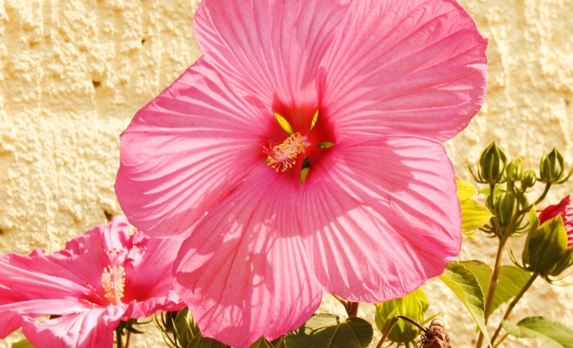 hibiscus-not-blooming