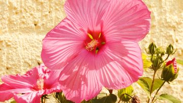 Why Is Your Hibiscus Not Blooming And How Can You Get It To Flower?