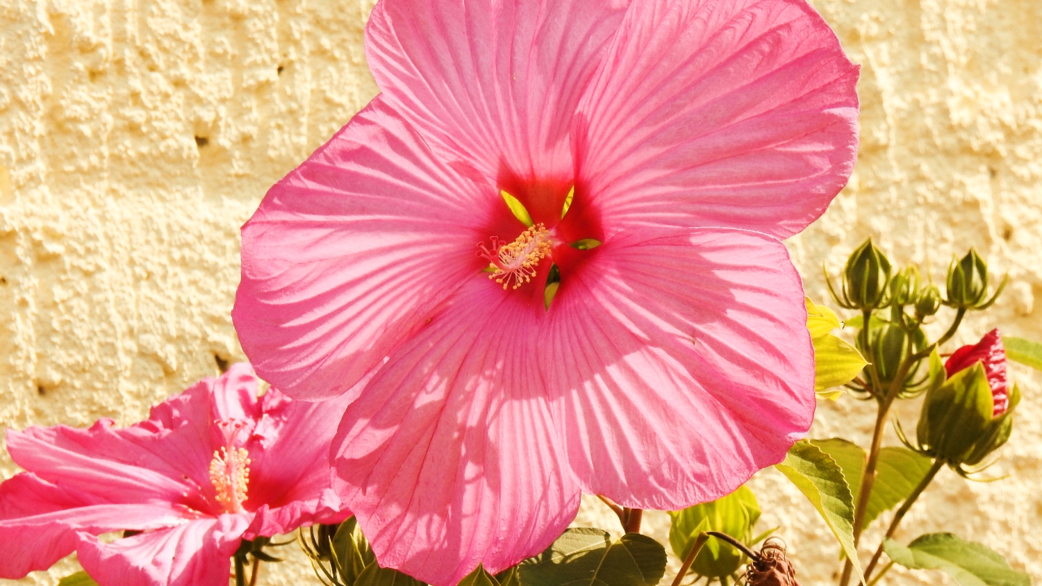 Why Do My Hibiscus Flowers Only Last One Day at Kathy Alleyne blog