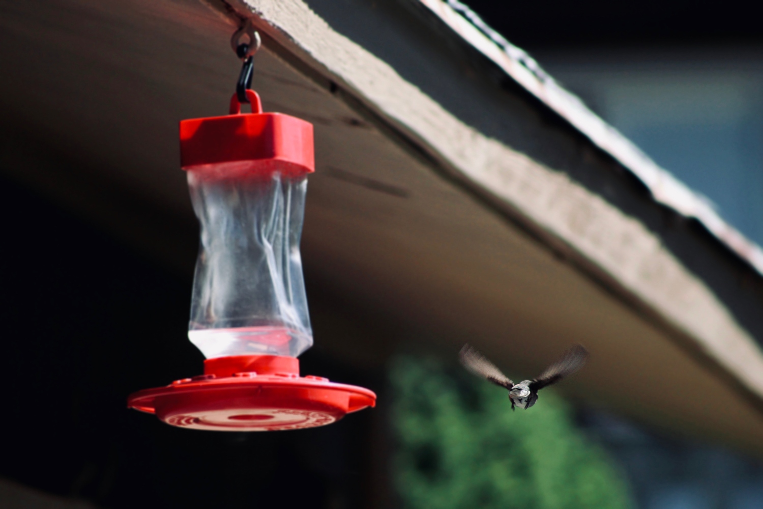 Why Do Hummingbirds Chase Each Other?