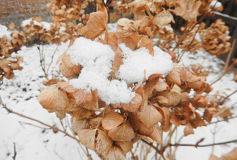 Hydrangea Leaves Turning Brown? 13 Solutions To Save Your Plant