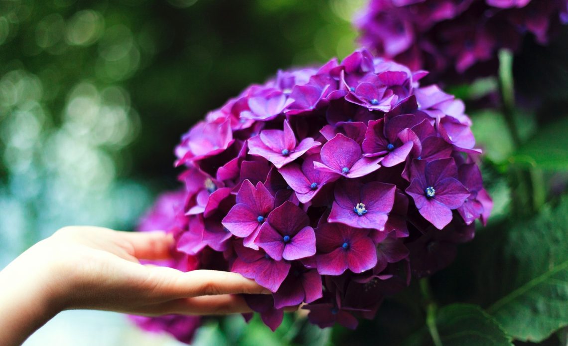 hydrangea-leaves-turning-brown