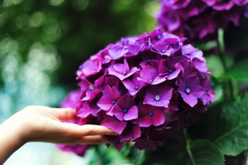 Hydrangea Leaves Turning Brown? 13 Solutions To Save Your Plant