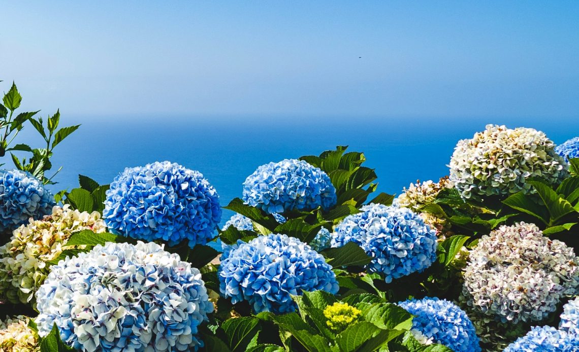 hydrangea-leaves-turning-yellow