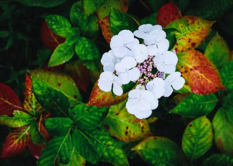 Hydrangea Leaves Turning Brown? 13 Solutions To Save Your Plant