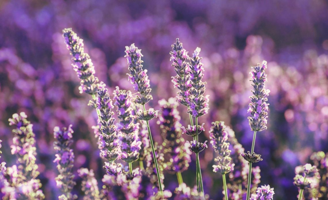 lavender-drooping