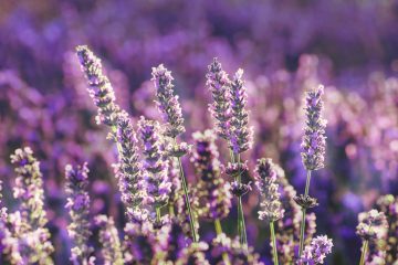 Why Is Your Lavender Drooping And How Can You Revive It? 