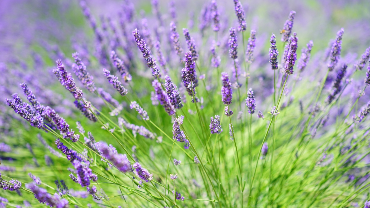 Why Is Your Lavender Drooping And How Can You Revive It?