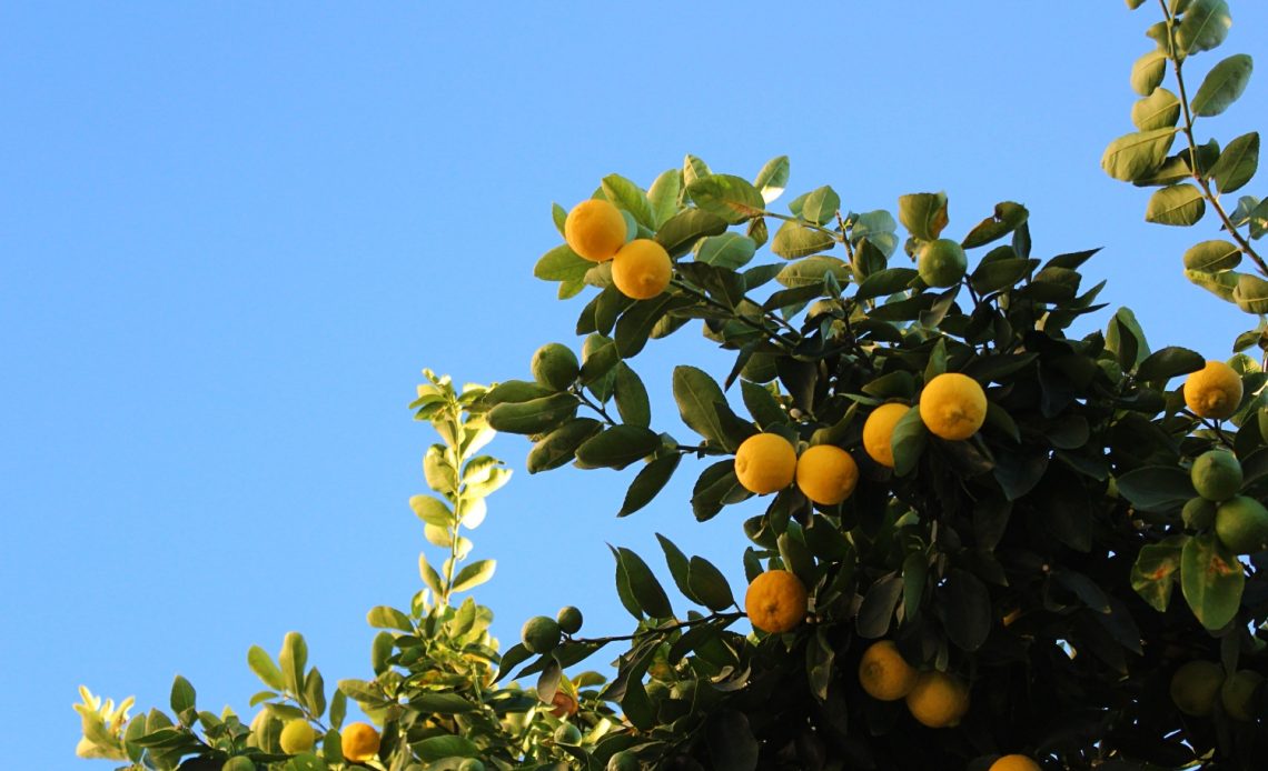 lemon-tree-leaves-curling