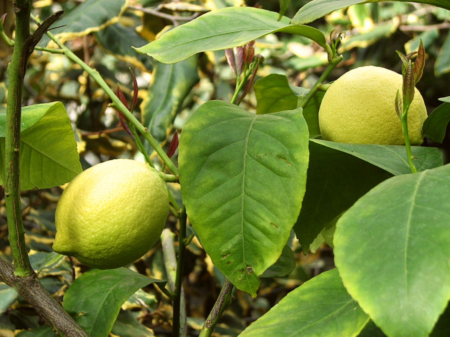 Why Does Your Lemon Tree Have Yellow Leaves?