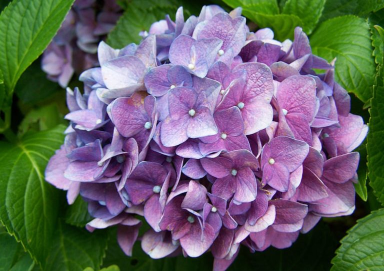 Hydrangea Leaves Turning Brown? 13 Solutions To Save Your Plant