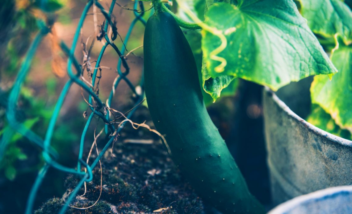 overwatered-cucumber-plant