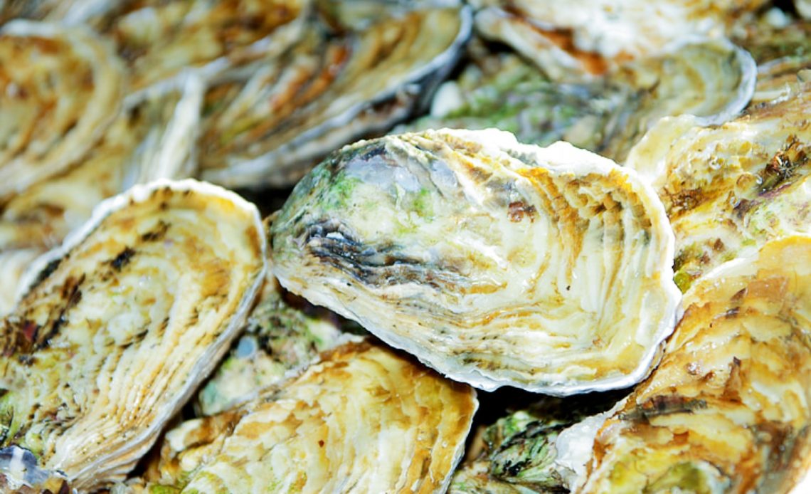 oyster-shells-in-garden