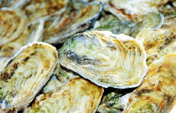How To Use Oyster Shells In The Garden 