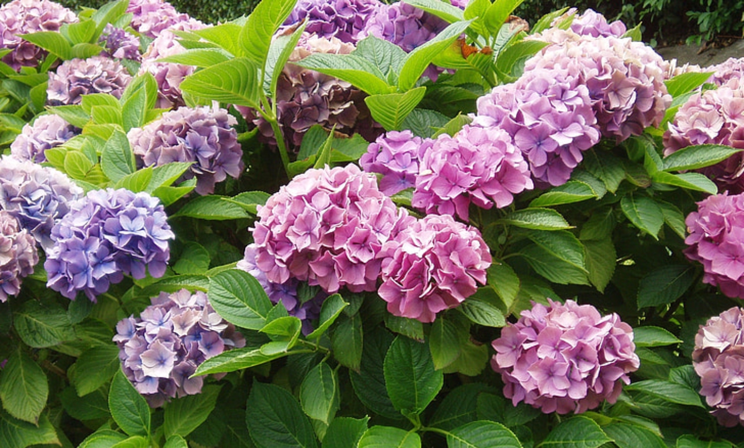 Hydrangea Leaves Turning Brown? 13 Solutions To Save Your Plant