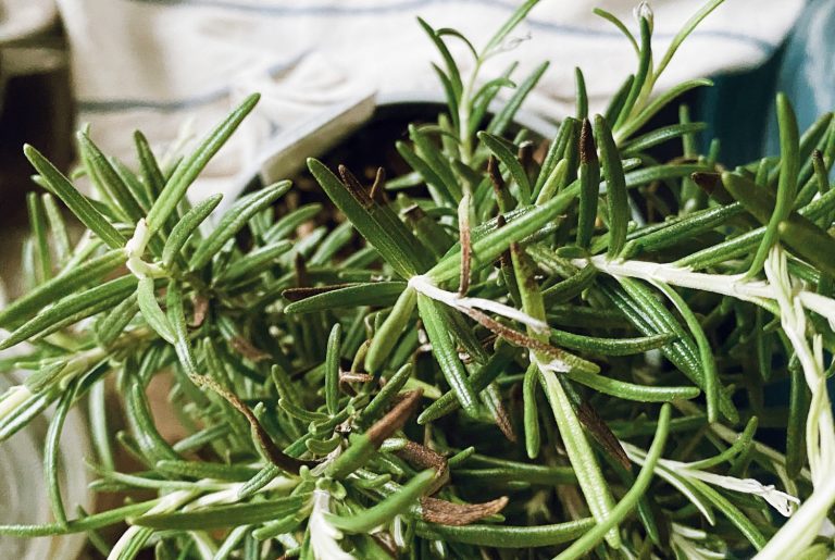 Why Is Your Rosemary Turning Brown And What Can You Do To Fix It?