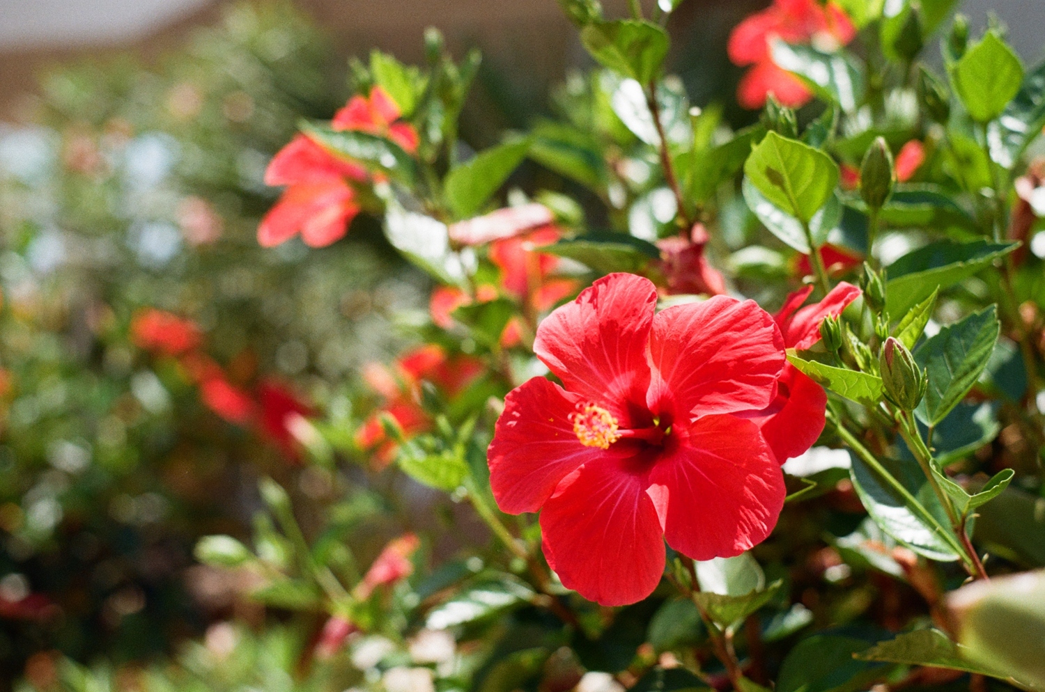 Why Is Your Hibiscus Not Blooming And How Can You Get It To Flower?