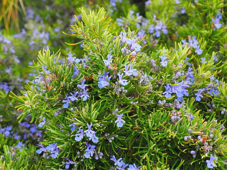 Why Is Your Rosemary Turning Brown And What Can You Do To Fix It?