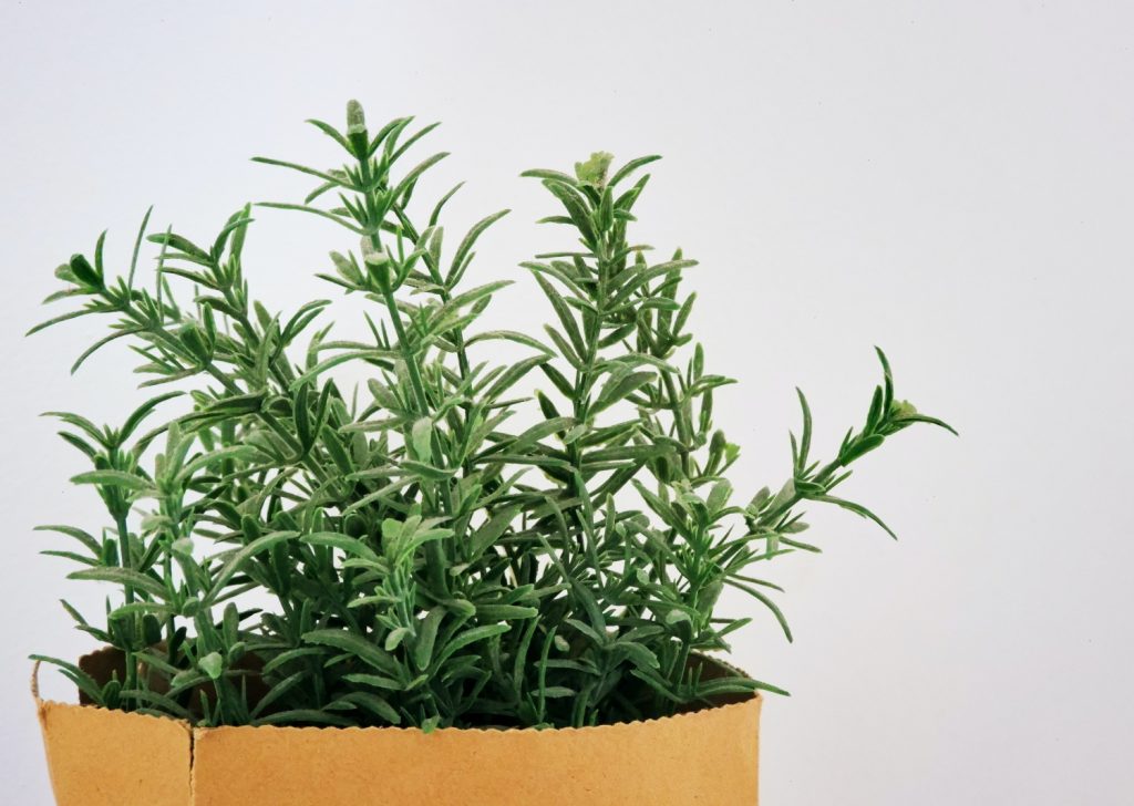 Why Is Your Rosemary Turning Brown And What Can You Do To Fix It?