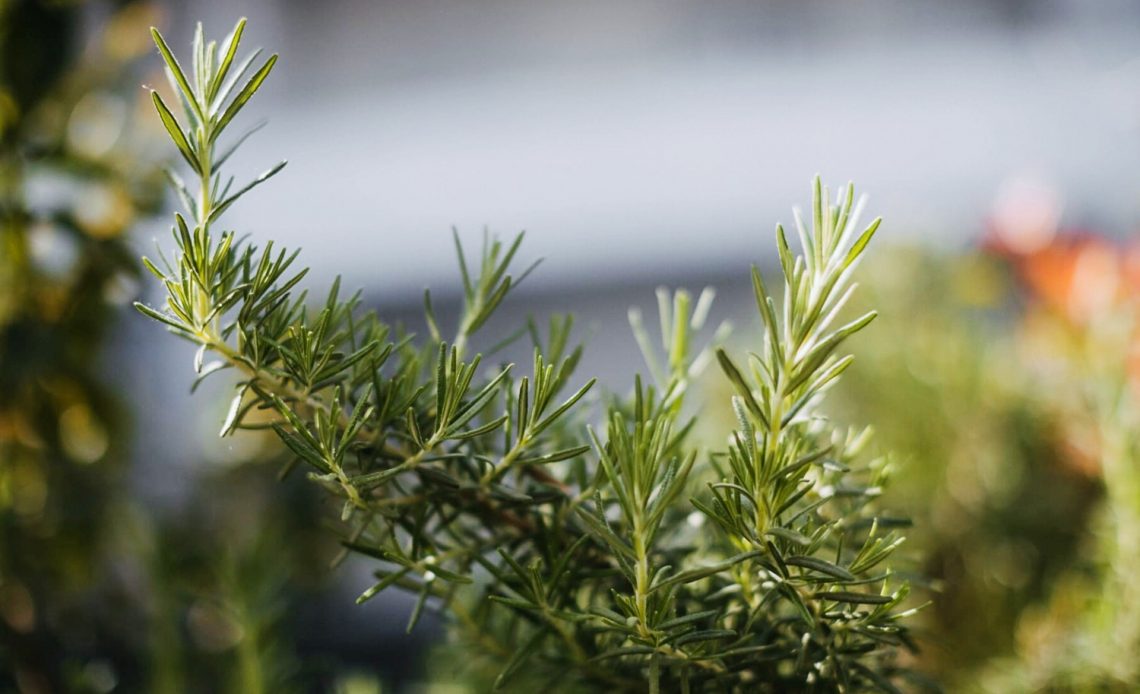 Why Is Your Rosemary Turning Brown And What Can You Do To Fix It?