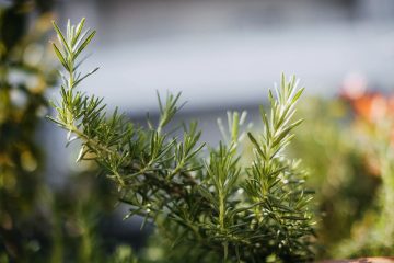 Why Is Your Rosemary Turning Brown And What Can You Do To Fix It?