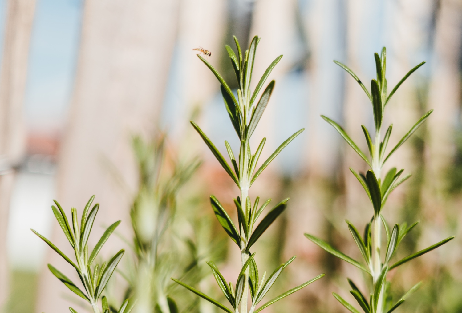 Why Is Your Rosemary Turning Brown And What Can You Do To Fix It?