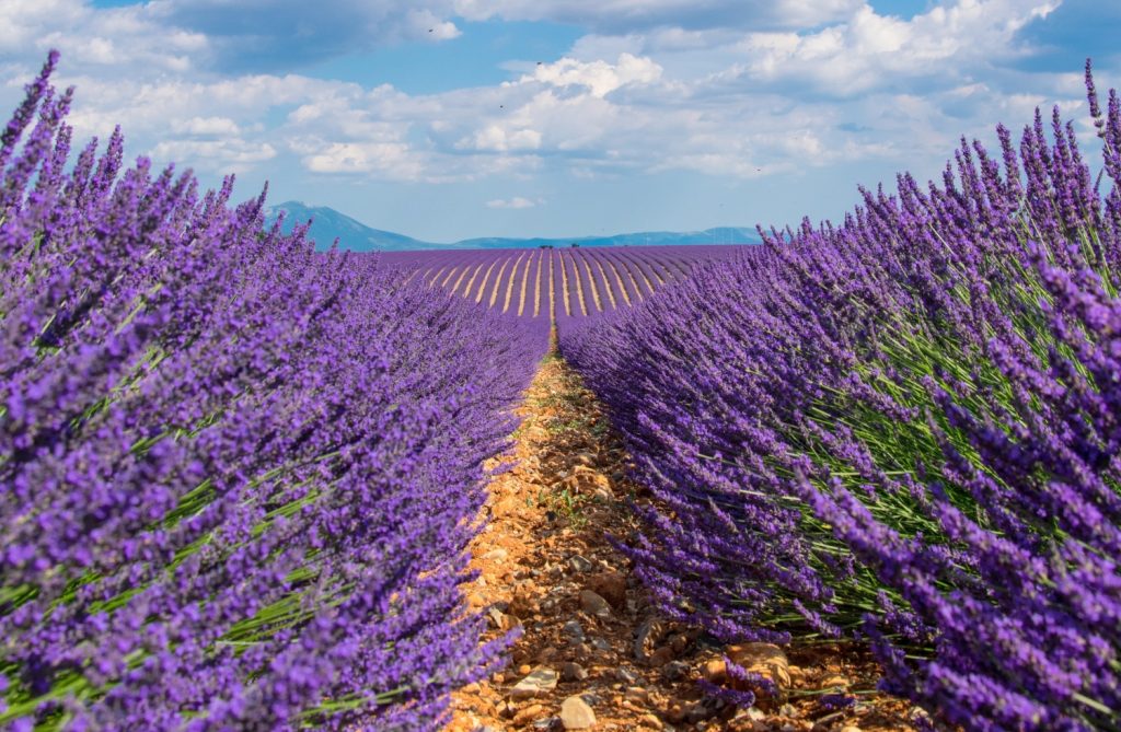 The Ultimate Guide To Growing French Lavender