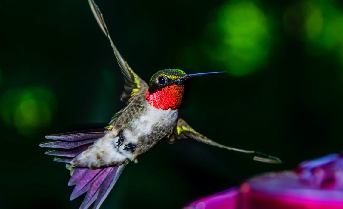 why-do-hummingbirds-chase-each-other