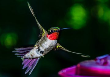 Why Do Hummingbirds Chase Each Other?