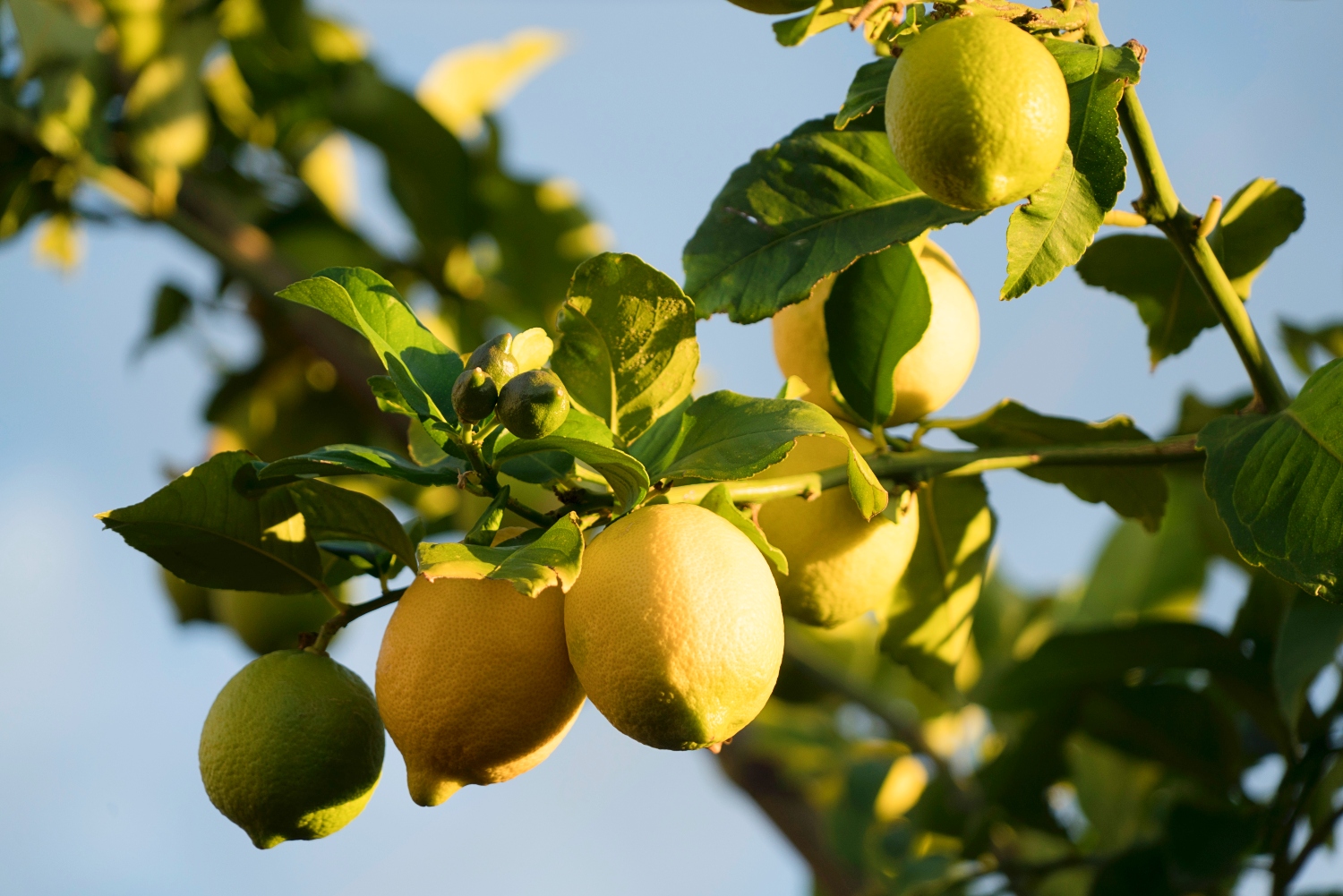 Are Lemons ManMade? And Are They Healthy For You?